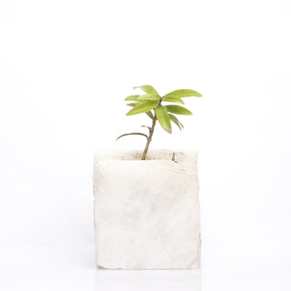 Semi Precious Planter - White