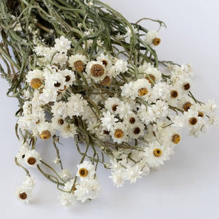 Dried Ammobium flower