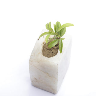 Semi Precious Planter - White