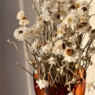 Dried Ammobium flower