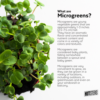 DIY Microgreens Kit