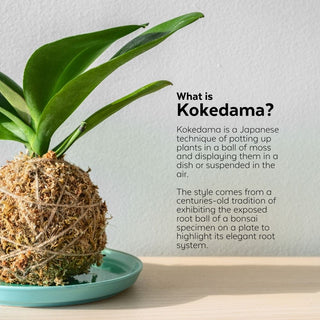 DIY Japanese Kokedama Kit