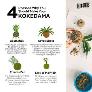 DIY Japanese Kokedama Kit