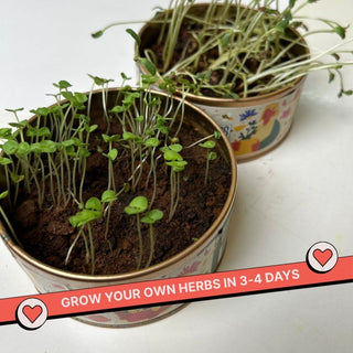 Grow in a Can - Basil